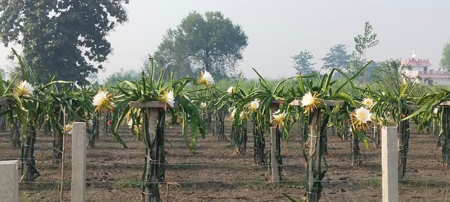 Beautiful lush farm plantation