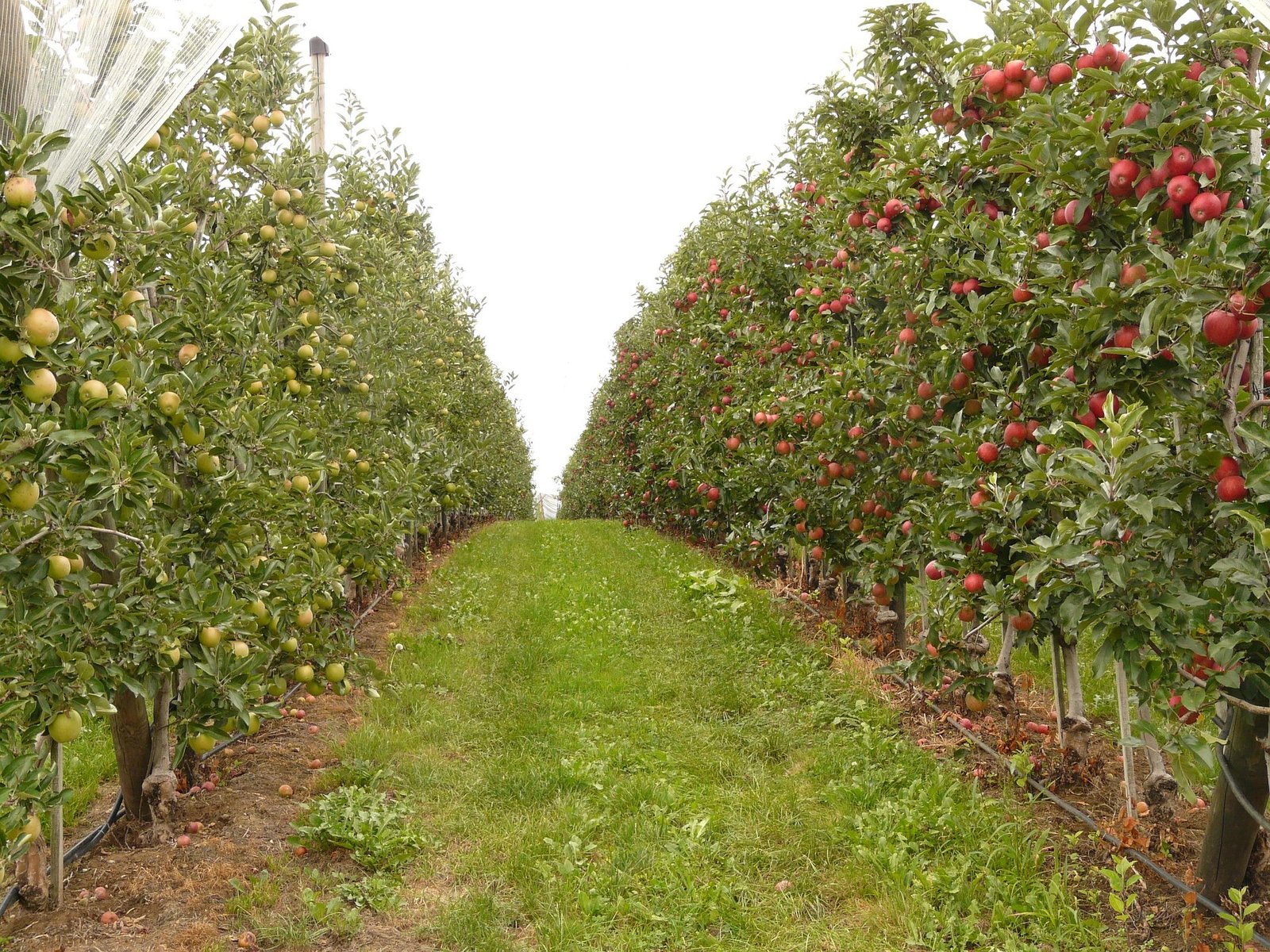 Plantation Assistance